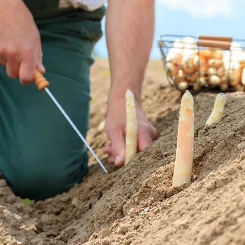 Mensch kniet im Feld und sticht Spargel