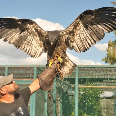 Falkner hält Greifvogel